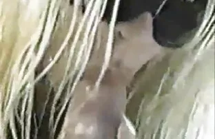 XXX Kåt Lily gömmer sig från anus svensk porn video