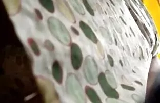 XXX Avsluta svensk gay porn en ölhund lutad genom